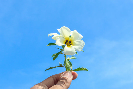benefits of damiana leaf powder
