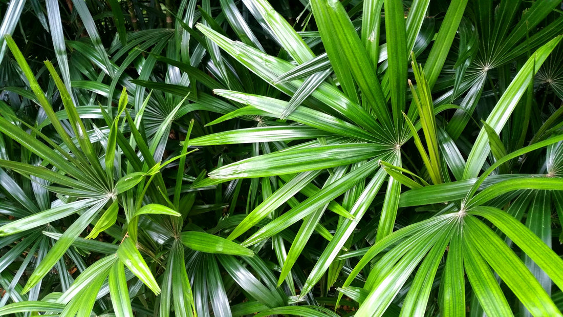 benefits of saw palmetto