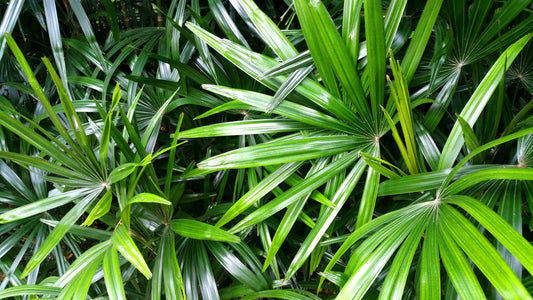 benefits of saw palmetto