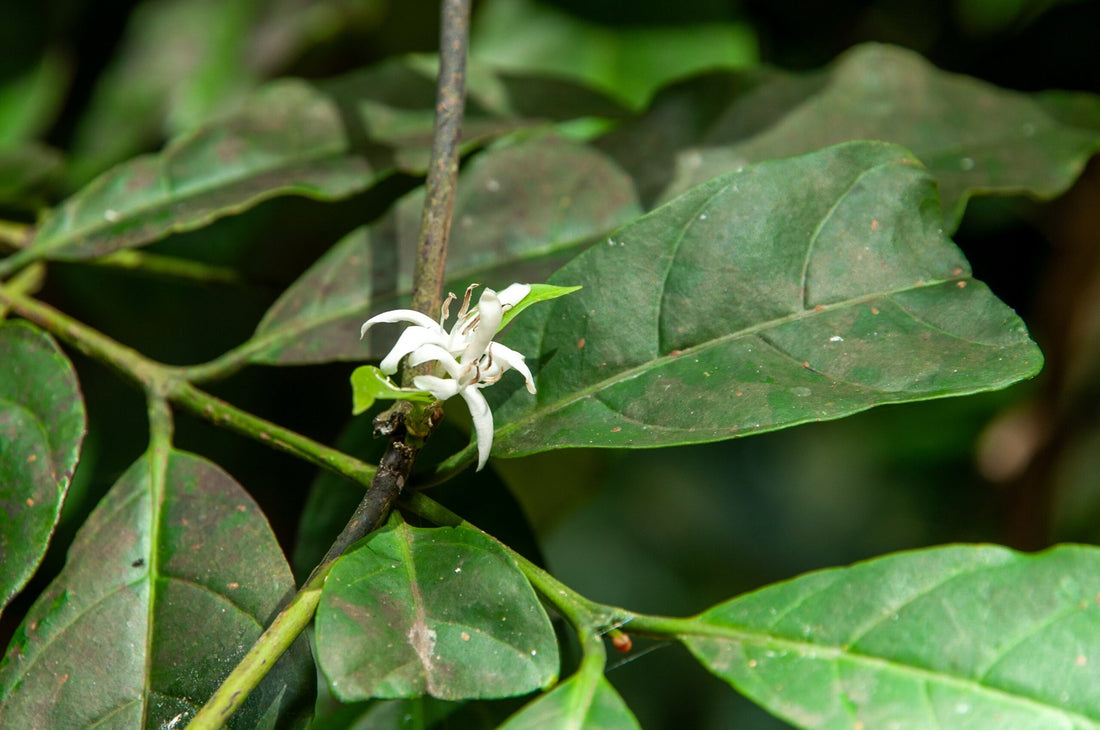 benefits of muira puama