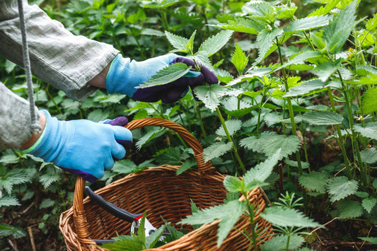 benefits of nettle root extract