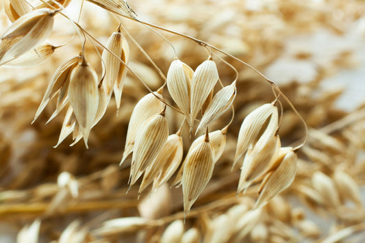 benefits of oat straw