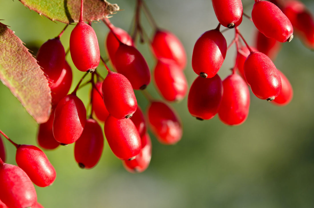 berberine HCL